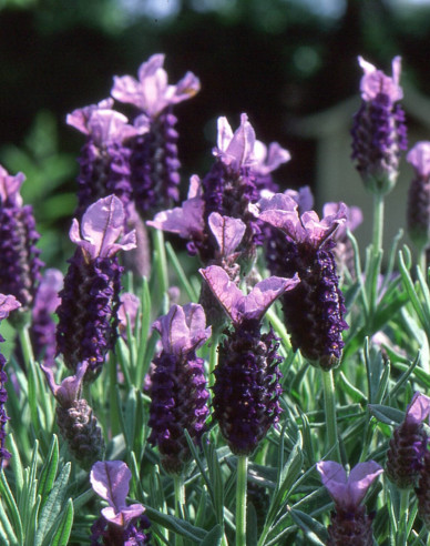 Levanduľa francúzska