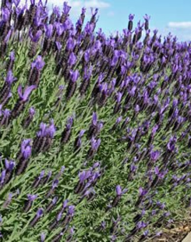 Levanduľa francúzska