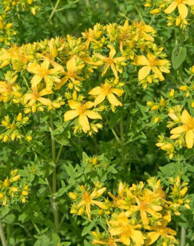 Ľubovník bodkovaný