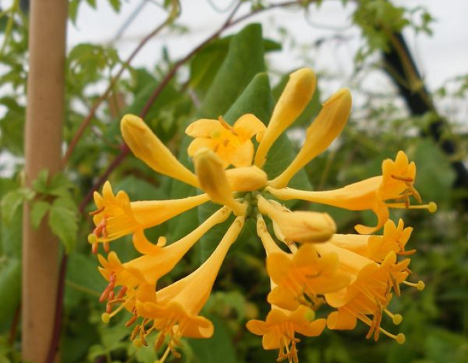 Zemolez Brawnov "Golden trumpet"