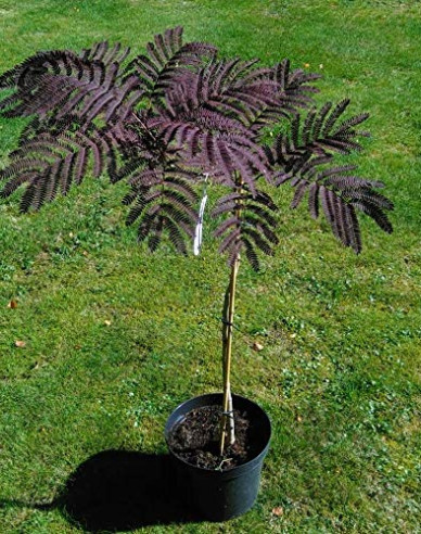 Albizia ružová ´Summer Chocolate´