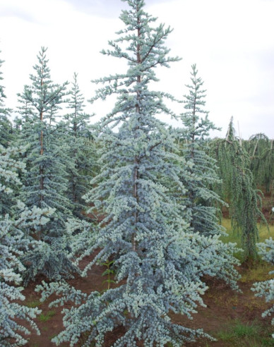 Céder atlantský ´Glauca´