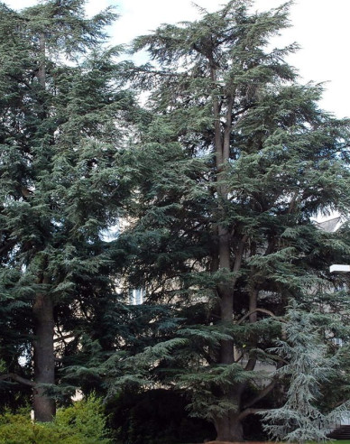 Céder atlantský ´Glauca´