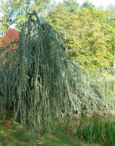 Céder atlantský ´Glauca Pendula´
