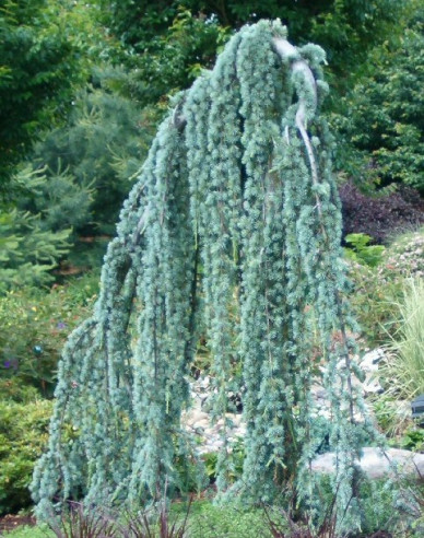 Céder atlantský ´Glauca Pendula´