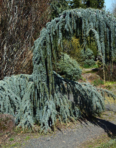 Céder atlantský ´Glauca Pendula´