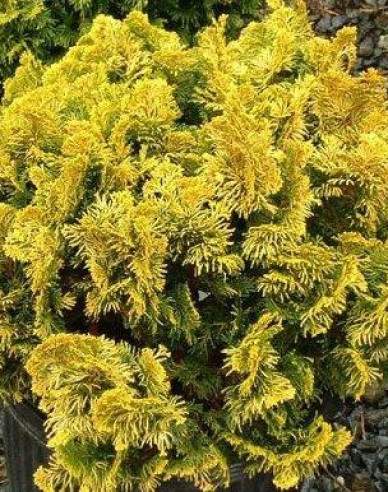 Cypruštek tupolistý ´Aurea Nana´ na kmienku