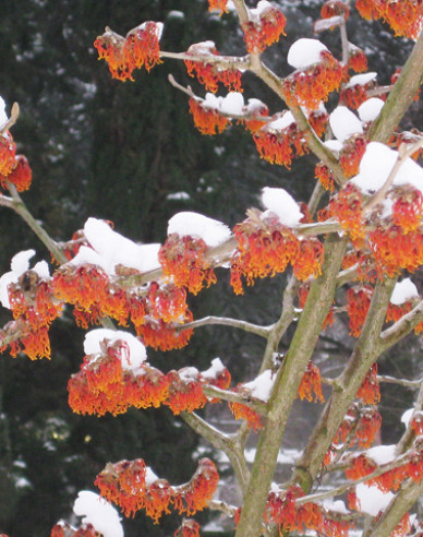 Hamamel prostredný ’Feuerzauber’