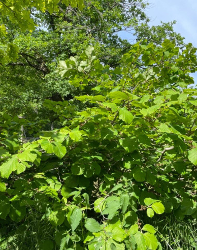 Hamamel prostredný ’Feuerzauber’