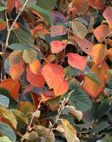 Hamamel prostredný ’Feuerzauber’