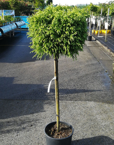 Kryptoméria japonská ´Globosa Nana´ na kmienku