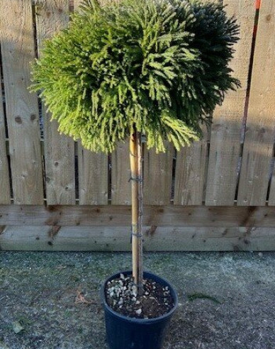 Kryptoméria japonská ´Globosa Nana´ na kmienku