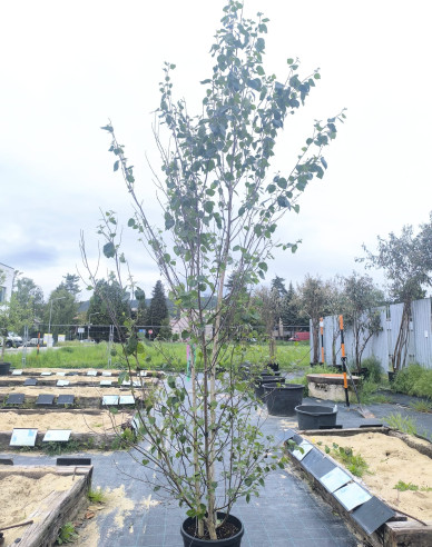 Breza himalájska ´Doorenbos´