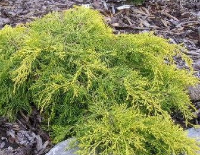 Borievka prostredná "King of Spring"( Juniperus media "King of Spring")