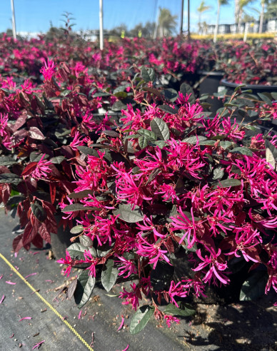 Loropetalum