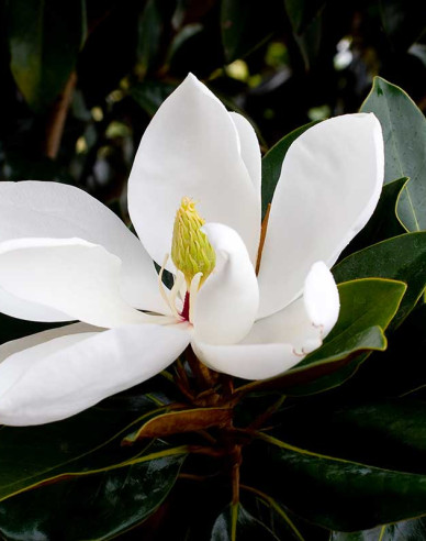 Magnólia veľkokvetá  ´Little Gem´