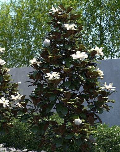 Magnólia veľkokvetá  ´Little Gem´