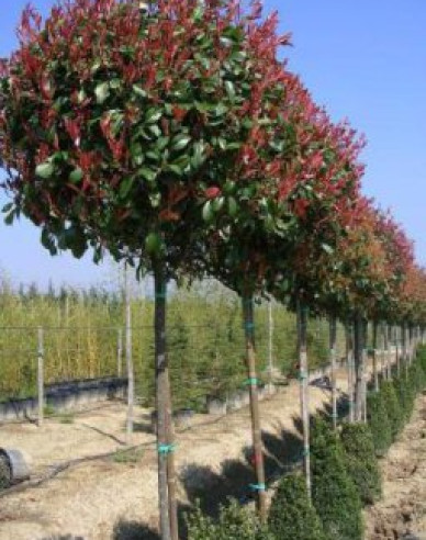 Červienka ´Red Robin´ na kmienku