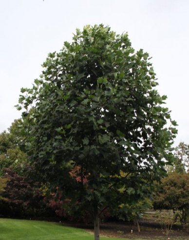 Ľaliovník tulipánokvetý 80 cm (Liriodendron tulipifera)