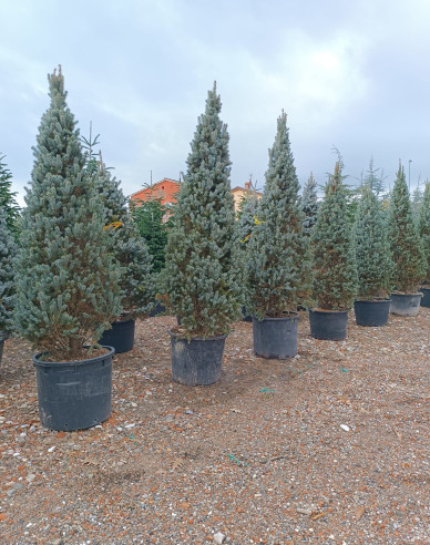 Smrek pichľavý ´Kosteriana Fastigiata Glauca´