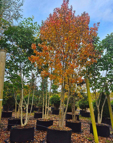 Ambrovník styraxový