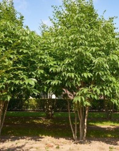 Ambrovník styraxový