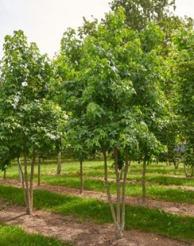 Ambrovník styraxový