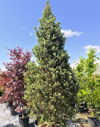 Smrek pichľavý ´Kosteriana Fastigiata Glauca´