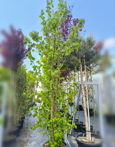 Ambrovník styraxový