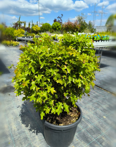 Dub močiarny ´Green Dwarf´