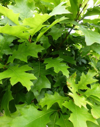 Dub močiarny ´Green Dwarf´