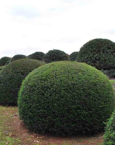 Tis obyčajný Ball - v tvare gule