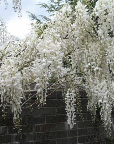 Vistéria kvetnatá ´Kapitan Fuji´