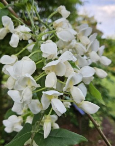 Vistéria kvetnatá ´Kapitan Fuji´