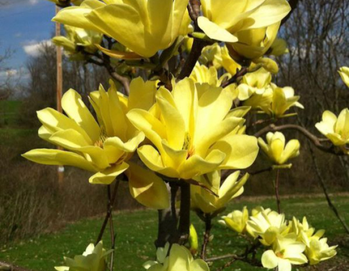 Magnolia Brooklynská (Magnolia brooklynensis "Yellow Bird")