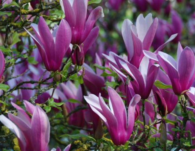 Magnolia ľaliokvetá