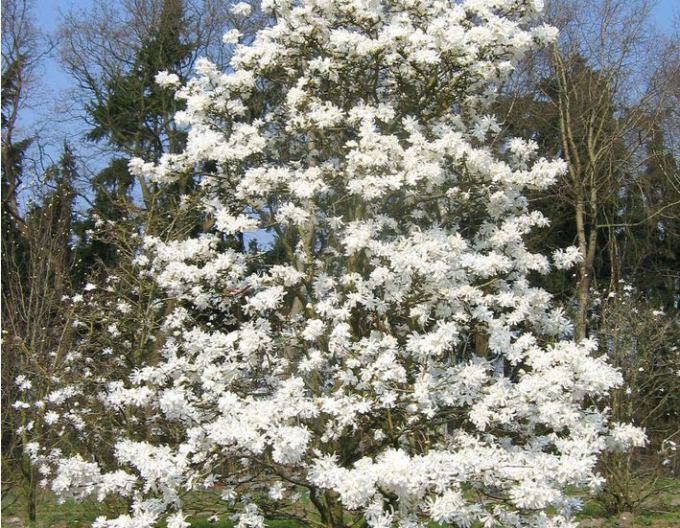 Magnolia hviezdokvetá