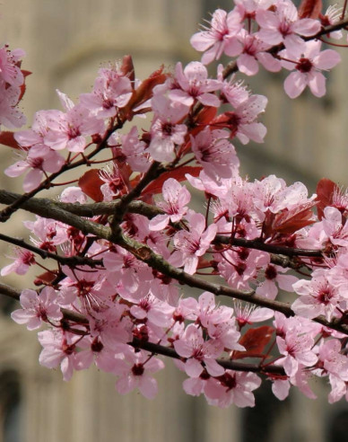 Slivka čerešňoplodá viackmenná