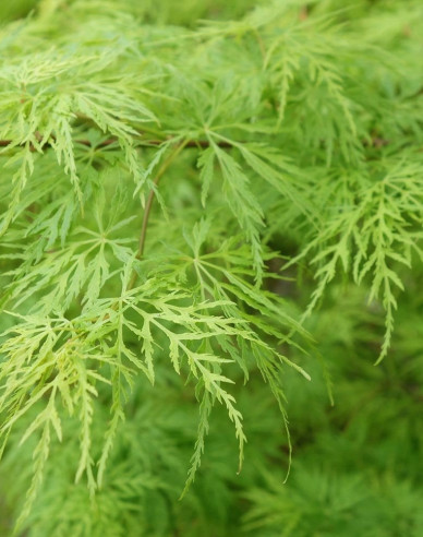 Javor dlaňovitolistý ´Verde´ na kmienku