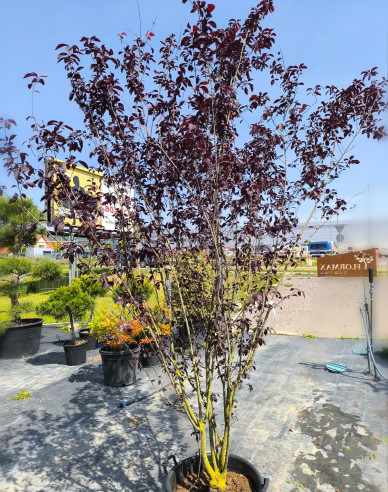 Slivka čerešňoplodá viackmenná