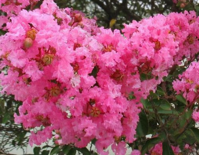Myrta krepová viackmeň ´Rosa´