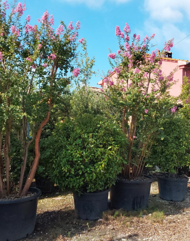 Myrta krepová viackmeň ´Rosea´