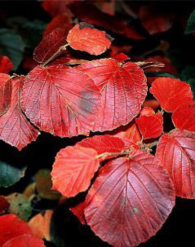 Hamamel "Ruby Glow"