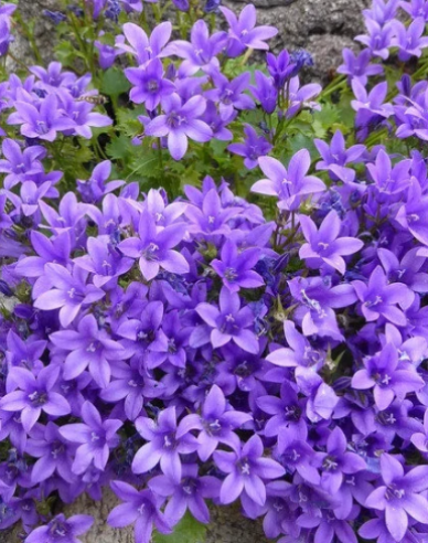 Zvonček "Blue"