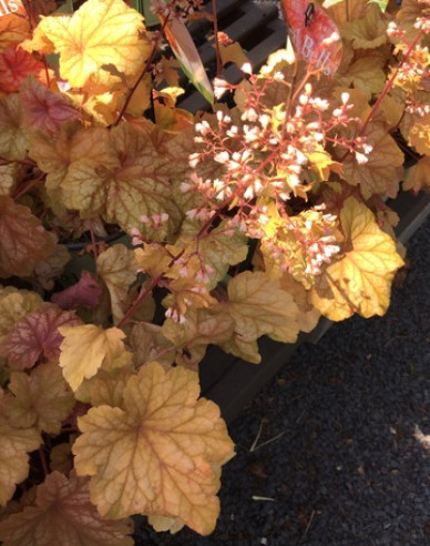 Heuchera ´Champagne´