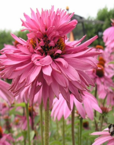 Echinacea ´Double Decker´