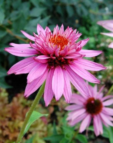 Echinacea ´Double Decker´