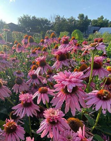 Echinacea ´Double Decker´