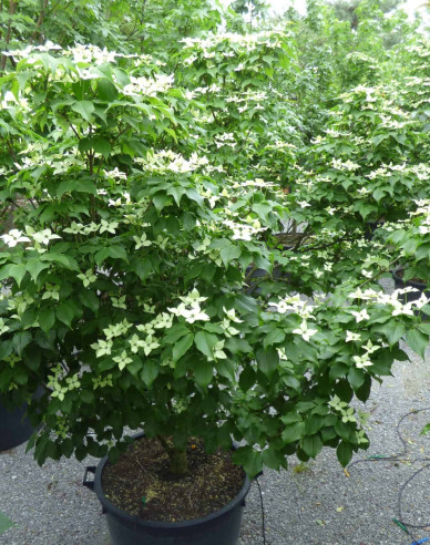 Drieň kousa ´Schmetterling´