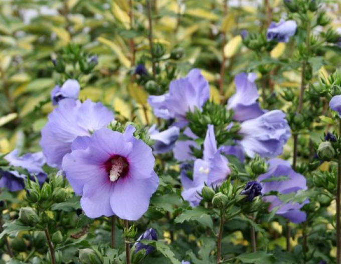 Ibištek (hibiscus ´blue bird´) stromčeková